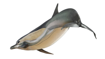 Graceful dolphin leaping mid-air. © Ilie