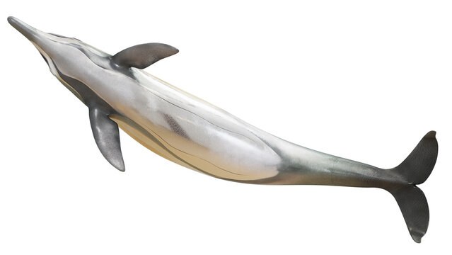 Detailed illustration of an extinct ichthyosaur.