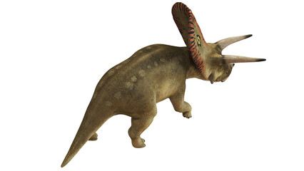 Triceratops dinosaur on white background. © Ilie