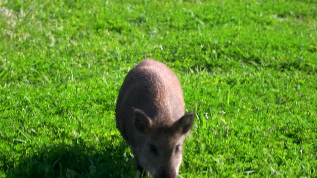 Young wild boar grazing on the grass in an urban park as an example of invasive species
