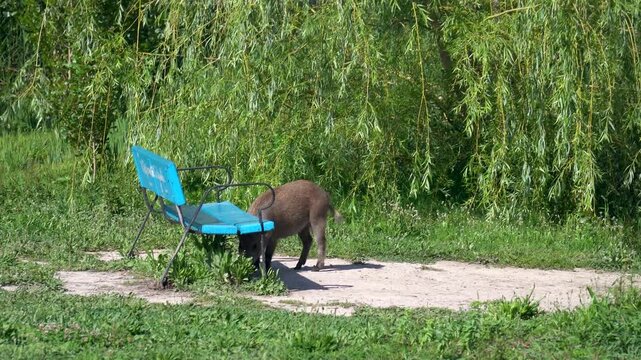 Young wild boar grazing on the grass in an urban park as an example of invasive species