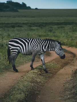 zebra crossing the road