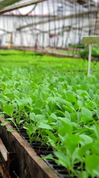 Young green sprouts growing in seedling trays inside a large greenhouse, showing the early stages of plant cultivation for modern agriculture in a controlled and protected environment
