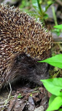 Close up of a cute, spiny hedgehog sniffing around the forest floor, foraging for food amongst green leaves and undergrowth. Wild mammal in its natural habitat, moving its snout