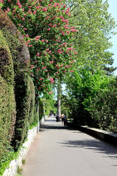 Solitude-Promenade in Basel im Fr&uuml;hling