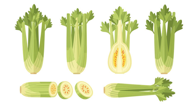 Celery stalks and slices illustration