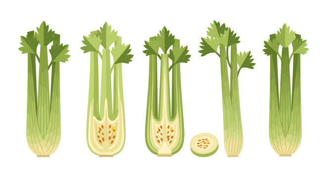 Celery stalks illustration