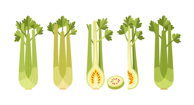 Celery stalks illustration