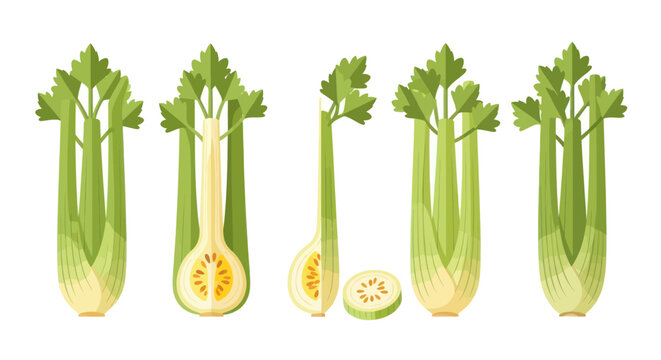 Celery stalks illustration on white background