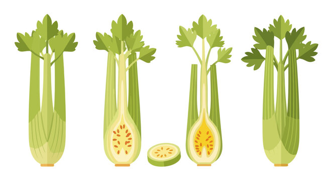 Celery stalks with cut sections illustration