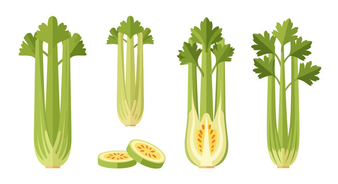 Celery vector illustration set