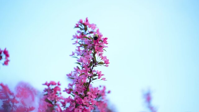Pink flowering crabapple tree in full bloom along suburban street. Spring season with vibrant blossoms and residential neighborhood background. Close up shoot