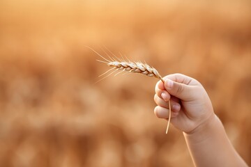 Naklejka premium Child's hand holding a single ear of wheat in a golden field