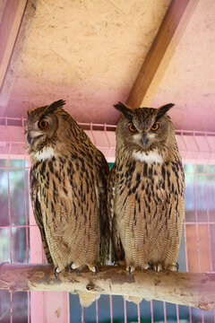 two owls sitting on a branch