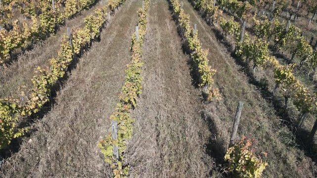 Close-up drone flight lowering towards grape vines in autumn vineyard, Sumadija, central Serbia.