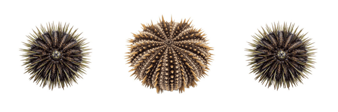 Dried Spiny Sea Urchin Shell PNG, Marine Life Nature Specimen Isolated on Transparent Background, Ocean Science Education Clipart.