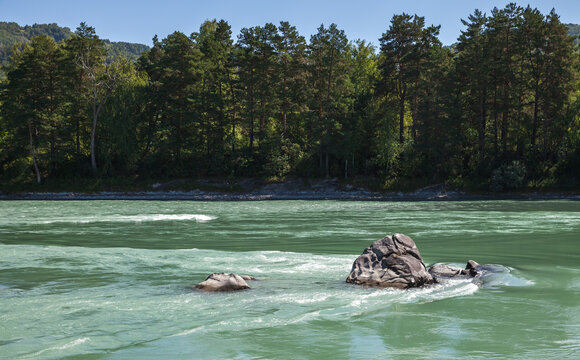 A calm green river flows around exposed rocks and small rapids with a dense pine forest lining the opposite riverbank, creating a peaceful, scenic summer landscape ideal for nature and travel imagery