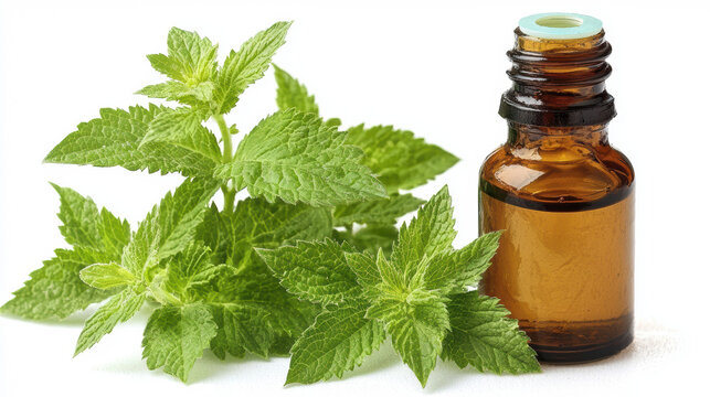 Aromatic mint leaves are displayed next to a small amber bottle of essential oil, highlighting the natural beauty and therapeutic properties of the herb.