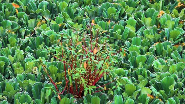 Pistia (Pistia stratiotes, Zala asiatica) is a genus of aquatic plants in the Araceae family in overgrouth pond of China. Xining.