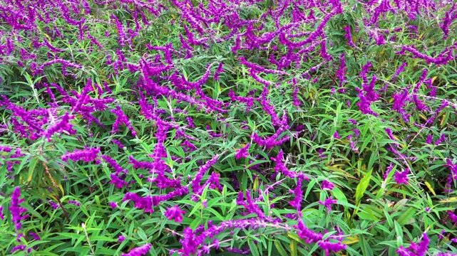 Sage salvia leucantha in spring. China. Xining.