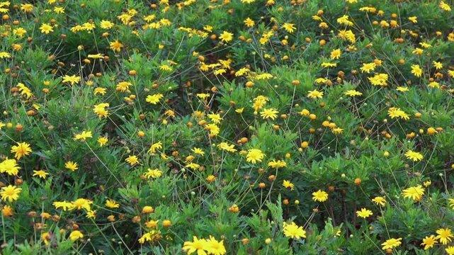 African bush daisy Euryops chrysanthemoides evergreen shrub in China. Xining.