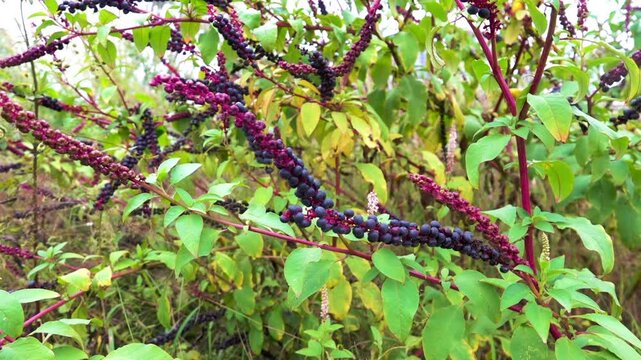 Its like American pokeweed, pokeweed (Phytolacca americana) poisonous fruits. China. Xining.