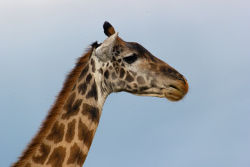 Obraz premium Giraffe Beauty, Tanzania