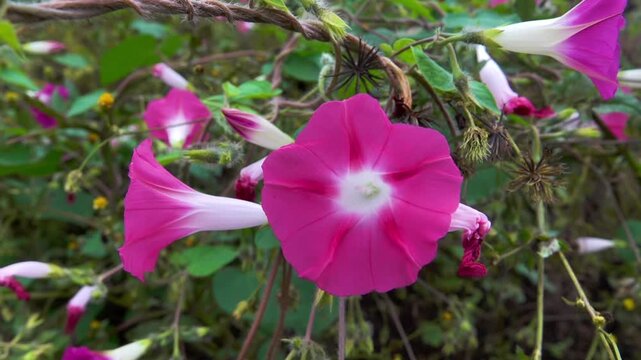 common morning-glory (Ipomoea purpurea) creeper. China. Xining.