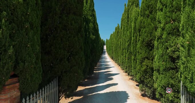 POV walking shot towards an Italian villa through a cypress alley in Tuscany. Scenic dirt road lined with tall green cypress trees under a bright blue summer sky. Concept of luxury travel 