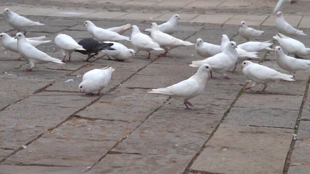 There are many white pigeons on the streets of China. Xining.