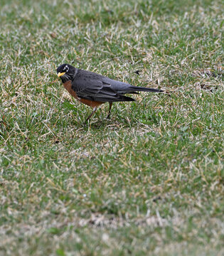 Robin in the Grass