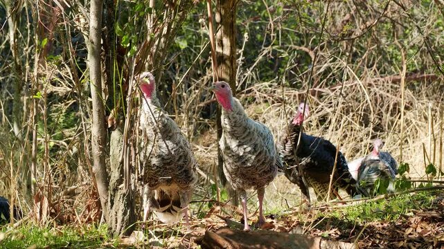 Domestic Turkeys Resting in Rural Garden with Pink Flowers and Green Grass
