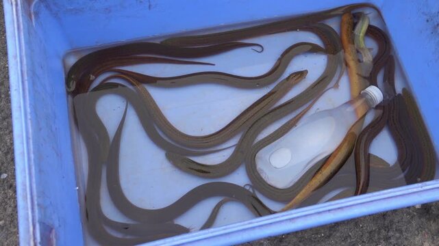 Snake-like fish Pond loach (Misgurnus anguillicaudatus) on market for sale in Xining City, China