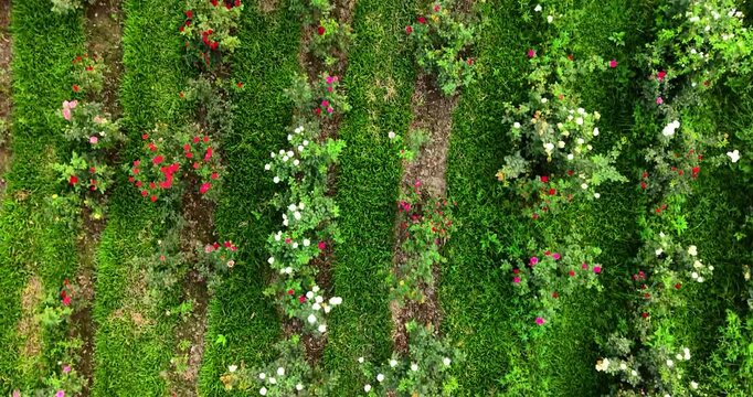 Overhead view of a vibrant garden with rows of colorful flowers and lush greenery