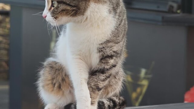 Cute white and brown tabby cat sitting outdoors and diligently washing its face and paws with its pink tongue, showing grooming behavior