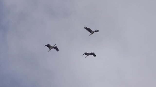 Three gray cranes are flying in a cloudy sky. Shangri La, Tibet, China
