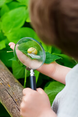 Obraz premium Over the shoulder view of a little boy holding a magnifying glass to look at a small snail on a leaf in his hand. 