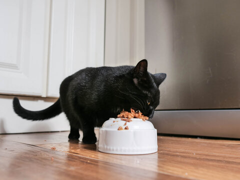Small sick skinny cat eating food from elevated white bowl on a wooden kitchen floor. Wild kitten recovery in comfortable home conditions concept.