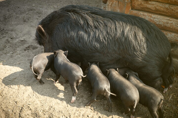 Black sow lying on dirt nursing a group of piglets, farm life scene showing animal care and motherhood in agriculture © alexanderon
