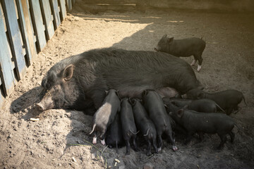 Black sow lying on dirt nursing a group of piglets, farm life scene showing animal care and motherhood in agriculture © alexanderon