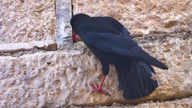 The amazing highest mountain bird chough (Pyrrhocorax pyrrhocorax brachypus) in the villages of an unknown country Shangri la. It's as ordinary as a commonplace crow there. tibial base plate