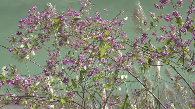 Shrubby bushclover (Lespedeza bicolor) in Tibial base plate, Shangri la. Cheegrass (jiji grass) backgroud