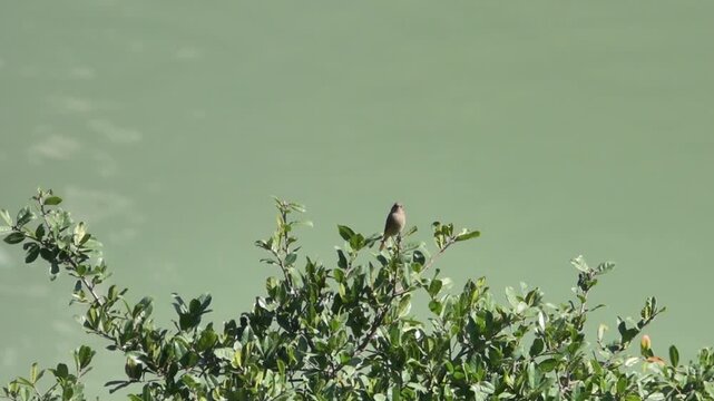 A bird rosefinch (Carpodacus) sits on an evergreen bush on a mountain stream. Tibial base plate, Shangri la.