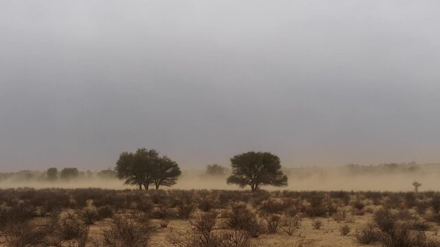 sand storm in kalahari desert 541
