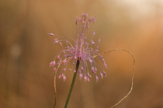 fiore di aglio selvatico in estate al tramonto