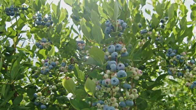 Blueberry Bush Field In Nova Scotia Canada With Fresh Organic Ripe Juicy Berries Ready For Harvest Healthy Food Agriculture Natural Summer Scene 4K