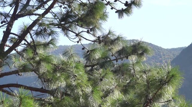 Chinese pine (Pincus yunnanensis) is long-needle pines from tibial base plate, Shangri La