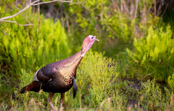A mature adult male Wild Turkey at Assateague Island