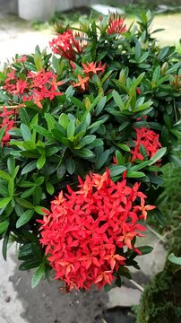 Red Asoka flowers (Ixora Chinensis) blooming in the garden. Beautiful tropical jungle geranium plant with vibrant red petals and green leaves. Perfect for nature, gardening, botanical-themed projects