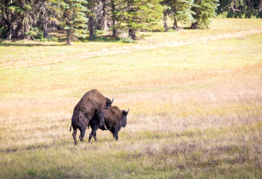 Two bison mating on the Kaibab Plateau near the Grand Canyon, Arizona
